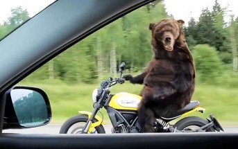 bear-ducati-scrambler