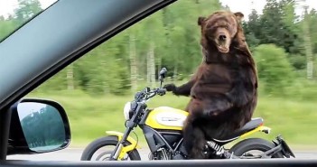 bear-ducati-scrambler